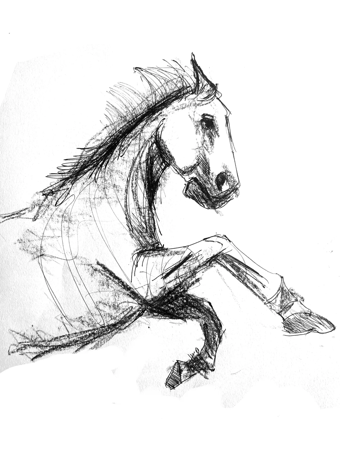 Cheval dessiné en mouvement